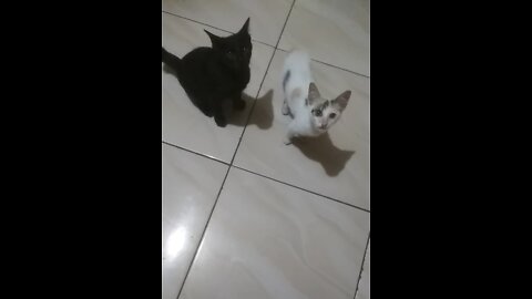 Two more kittens nagging