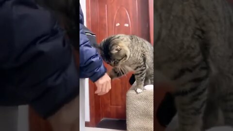 A cat asks its owner to take it with him🐈😍