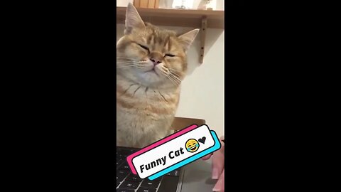 😸 Top Cat Comedy 🐱 | Funny & Adorable Videos 😺 #cat #catshorts #shorts