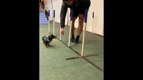 Puppy follow the instructions of owner | #Shorts #Animals #Dog