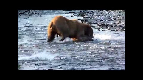 bear hunting fish nature video animals🐻🐻🐻
