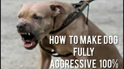 How To Make Guard Dog/How To Make Dog Become Fully Aggressive