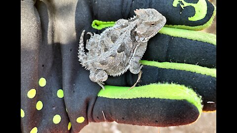 Cedro Trails, Fat Bike