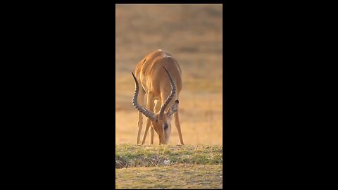 Impala Miraculously Escapes Jaws Of Leopard the hunt.😰😱