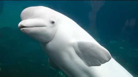 Homem tem encontro adorável com uma baleia beluga