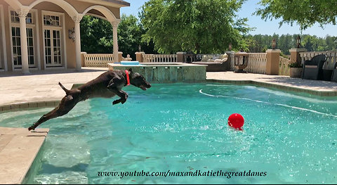 German Short Haired Pointer GSP Dives into Pool in Slow Motion ~ Epic Splash