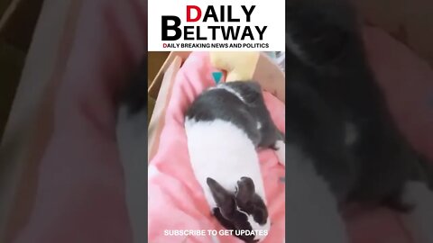 Cute baby Bunny #shorts #shortsvideo