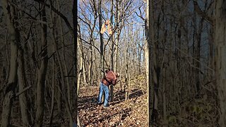 Harvesting wood to make a Bow