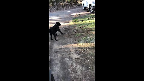 Doggy Plays With His Partridge Best Friend