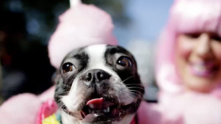 12 Fun and Furry Facts On the Boston Terrier | Rare Animals