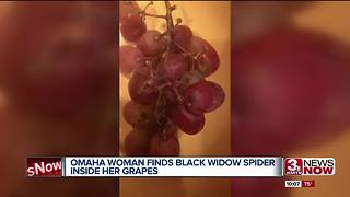 Omaha woman discovers black widow spider