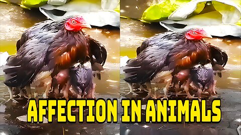 Affection in Animals