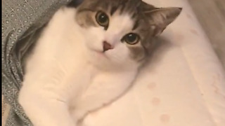 Lazy Cat Doesn't Want To Get Up From Bed