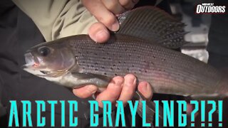 Arctic Grayling on the Cree River
