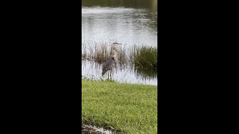 Great Blue Heron Preening Part 1 #4K