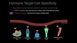 Endocrine system overview