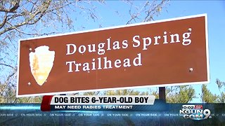 Officials looking for dog who bit boy at Saguaro National Park