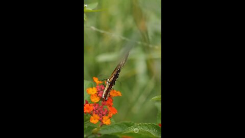 Butterflies A Foot Tasting Journey