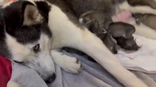 Mama Husky Has Her Hands Full With Eight New Puppies
