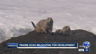 Prairie dogs relocating for development