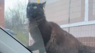 Car horn startles cat