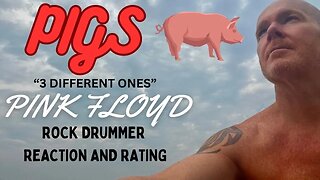 Pigs, Pink Floyd - Reaction and Rating