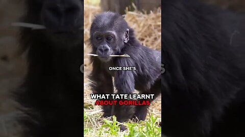 Tate Talking About Gorillas 🦍 #andrewtate #topg #gorilla #tate