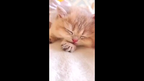 cute_kittens_doing_funny_Things_cuteness_cats_😻😻😻🤣