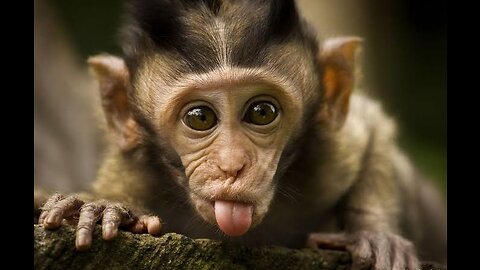 Baby monkey's filthy gestures