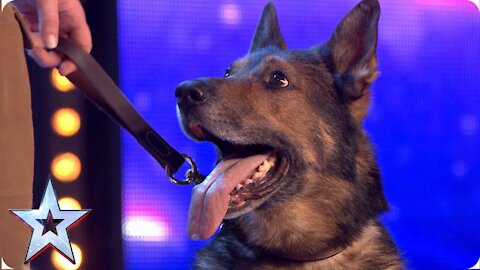 Heroic police dog Finn moves the Judges to tears