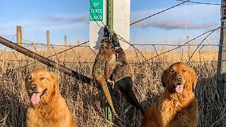 Iowa Pheasant Hunting Public Land with Golden Retrievers