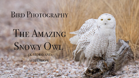The Amazing Snow Owl