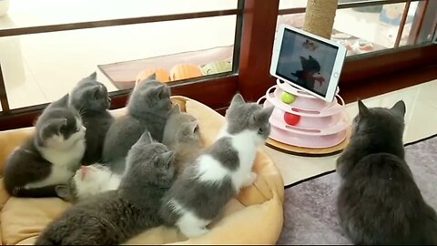 Cute Kittens watch Tom and jerry