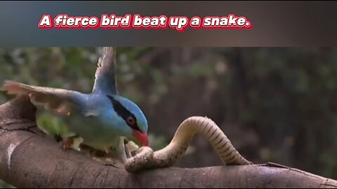 A fierce bird beat up a snake.