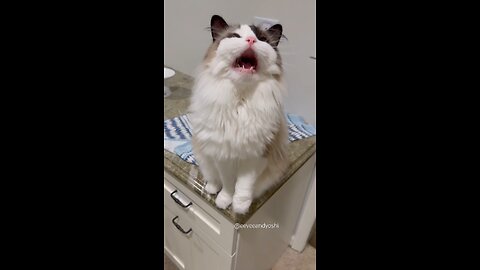 cat 😺🐈 funny video 😂 short/