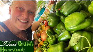 Allotment Garden HARVEST: tomatoes, peppers and more!