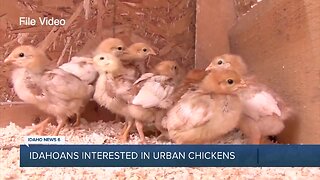 Treasure Valley sees increase in urban hen keeping