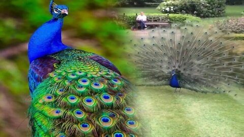 Dancing Peacock