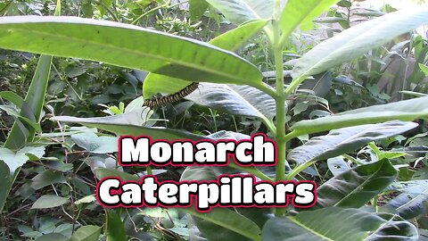 Monarch Caterpillars In Maryland! 🦋