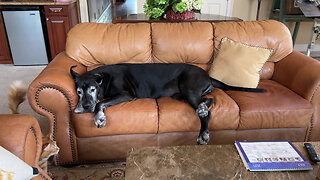 Cat watches drowsy Great Dane run in her sleep