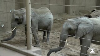 Omaha’s Henry Doorly Zoo expecting baby elephant in 2022