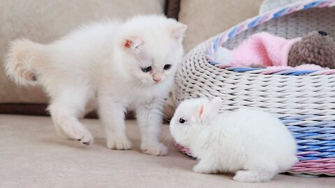 White kitten and white Tiny bunnies 🐰