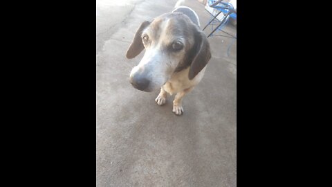 Dog scared by his own shadow