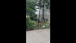 community gardens of NY