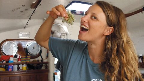 Growing greens at sea, a short video on sprouting.