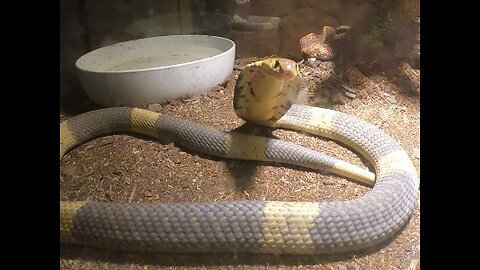 "Pharoah" the Snouted cobra (LIVE FEEDING)