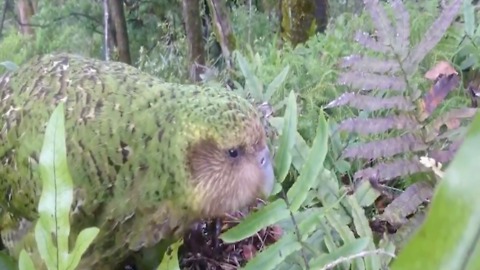 CUTE! Meet the Kakapo, world’s only flightless parrot and heaviest parrot in the world - ABC15 Digital