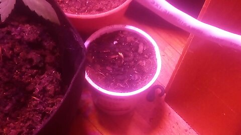 GLOSET GROW UPDATE 08 05 24 WHEELCHAIR GARDENER