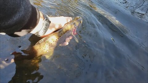 Beautiful Brown Trout Catch on the New High Altitude Brands Telescopic Fishing Rod