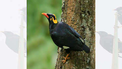 Gracula Ptilogenys | Sri Lankan Selalihiniya | Selalihiniya | Sri Lanka Hill Myna